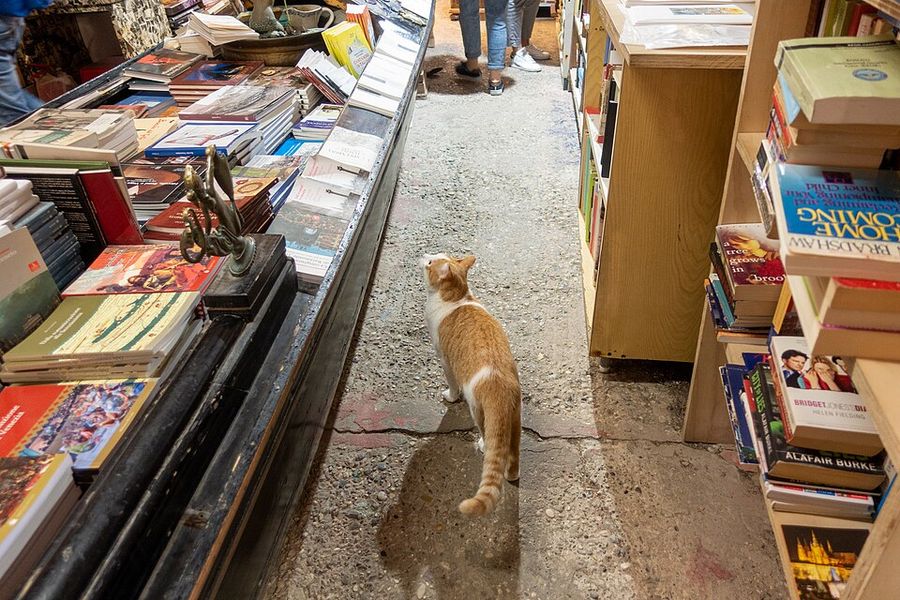 店貓在貢多拉書堆旁的走道上閒晃